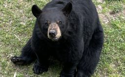 At the North American Bear Center in Ely, MN.